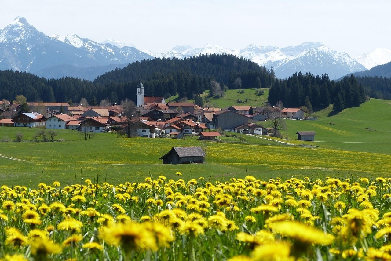 Löwenzahn Wiese im Allgäu
